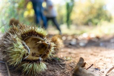Chestnut Hedgehog on the Ground fallen by the Tree Stock Photos