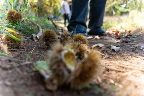 Chestnut Hedgehog on the Ground fallen by the Tree Stock Photos