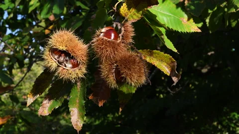 Chestnut hedgehog hanging on the chestnut tree branch. Stock Footage 152790258