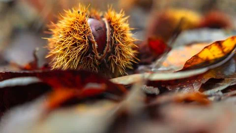 Chestnut hedgehog Stock Photos