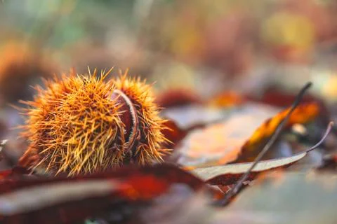 Chestnut hedgehog Stock Photos
