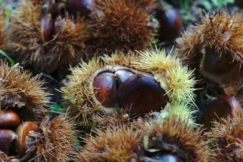 Chestnut hedgehogs on ground Stock Photos