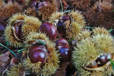 Chestnut hedgehogs on ground Stock Photos
