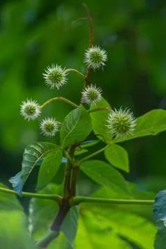 Chestnut Hedgehogs Stock Photos