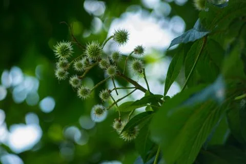 Chestnut Hedgehogs Stock Photos