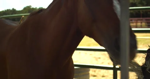 Chestnut horse eats dry hay inside a fenced Texas paddock, illustrating Stock Footage 345685629
