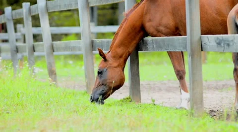 Chestnut horse Stock Footage 54047811
