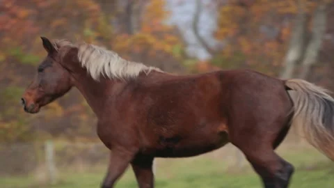 Chestnut Horse Galloping Stock Footage 151776164