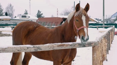 Chestnut horse looking at camera, winter season, farm fence, ranch Stock Footage 105102930