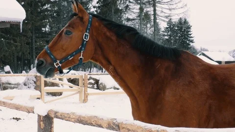 Chestnut horse looking at camera, winter season, farm fence, ranch Stock Footage 105102940
