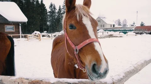 Chestnut horse looking at camera, winter season, farm fence, ranch Stock Footage 105102950