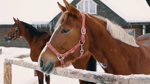 Chestnut horse looking at camera, winter season, farm fence, ranch Stock Footage 105102968