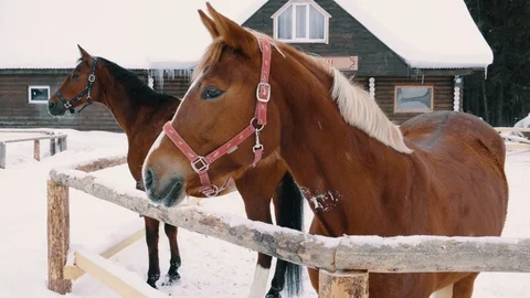 Chestnut horse looking at camera, winter season, farm fence, ranch Stock Footage 105102971