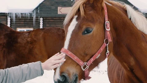Chestnut horse looking at camera, winter season, farm fence, ranch Stock Footage 105102980