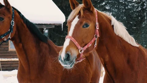 Chestnut horse looking at camera, winter season, farm fence, ranch Stock Footage 105102994