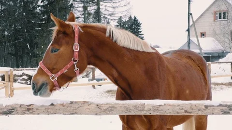Chestnut horse looking at camera, winter season, farm fence, ranch Stock Footage 105103000