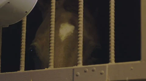 A chestnut horse looks through the bars of its stall in a barn. Stock Footage 59893809