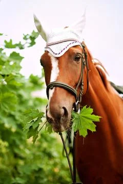 Chestnut horse outdoors Stock Photos