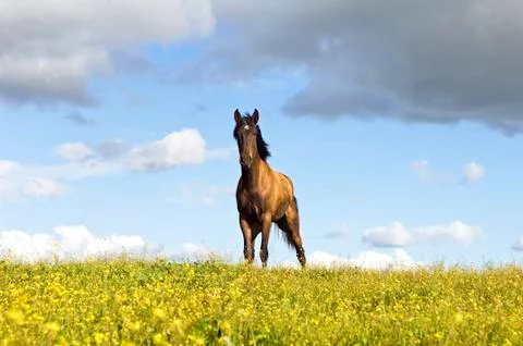 Chestnut horse Stock Photos