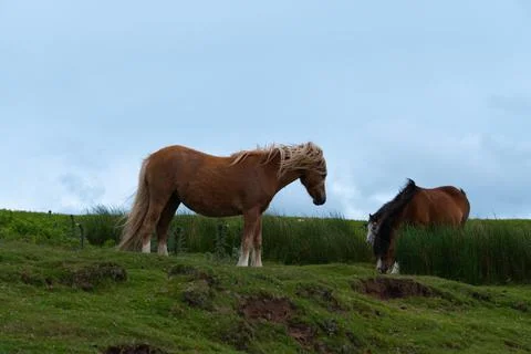 A chestnut horse 库存照片
