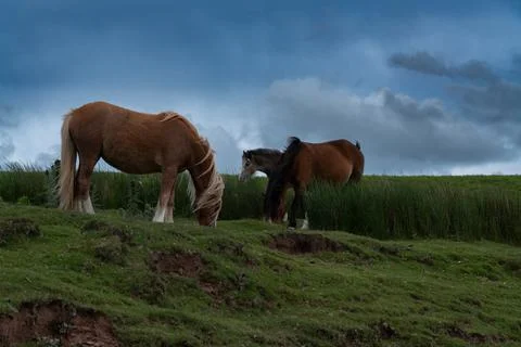 A chestnut horse Fotos Stock