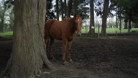 Chestnut Horse Standing Under Tall Trees Vidéo 336563780