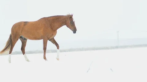 Chestnut horse walking Stock Footage 88275834