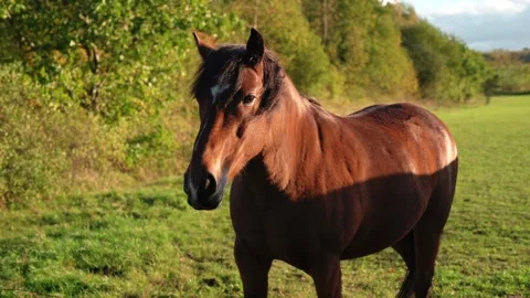 Chestnut horse with white mark on forehead looks at camera, Stock Footage 256987101