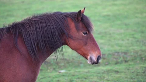 Chestnut horse with white mark on forehead looks at camera, brown horse Stock Footage 262374162