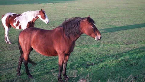 Chestnut horse with white mark on forehead looks at camera, brown horse look at  Stock Footage 263766994