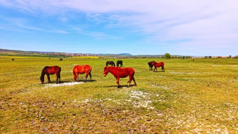 Chestnut horses grazing on open plain with village backdrop, Bulgaria Vídeos de archivo 335692092