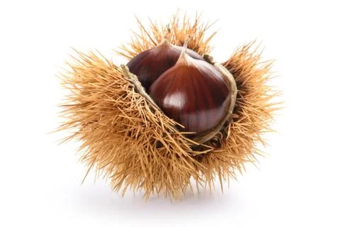 Chestnut in husk Stock Photos