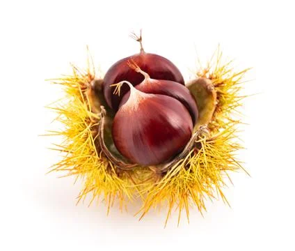 Chestnut into the husk Stock Photos