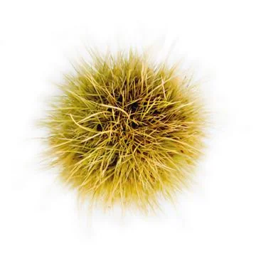 Chestnut husk with sharp pricles Stock Photos