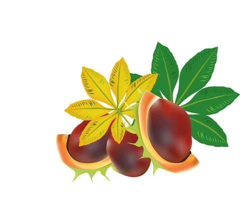 Chestnut illustration. Stock Illustration