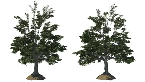 Chestnut inspired tree growth, front, 2 variations, isolated 스톡 동영상 88769575