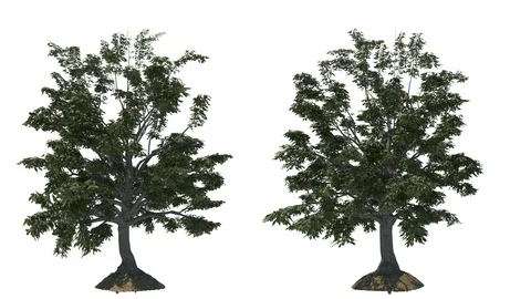 Chestnut inspired tree growth, front, 2 variations, isolated 스톡 동영상 88775642