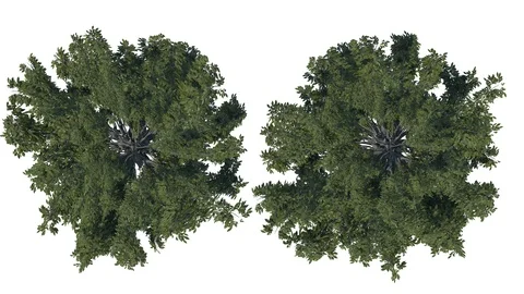 Chestnut inspired tree growth, top, 2 variations, isolated 스톡 동영상 88779708