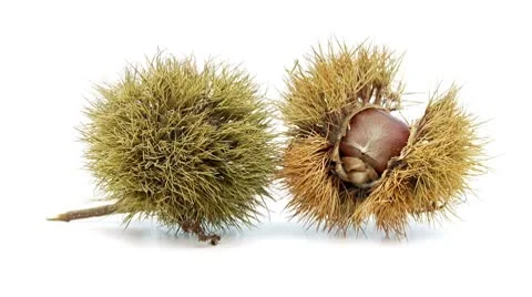 Chestnut isolated – loopable file Stock Footage 8974863