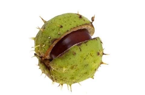 Chestnut isolated Stock Photos