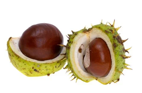 Chestnut isolated Stock Photos