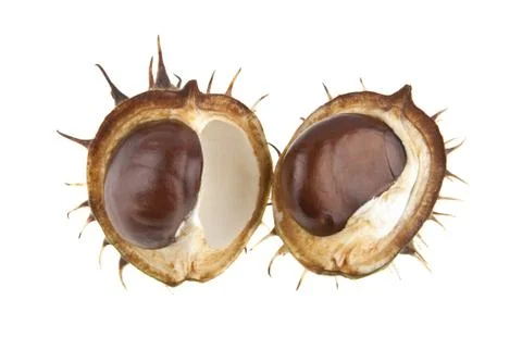 Chestnut isolated on white background Stock-Fotos