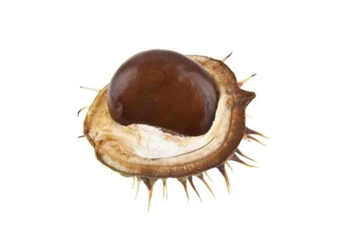 Chestnut isolated on white background Stock Photos