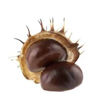 Chestnut isolated on white background Stock Photos