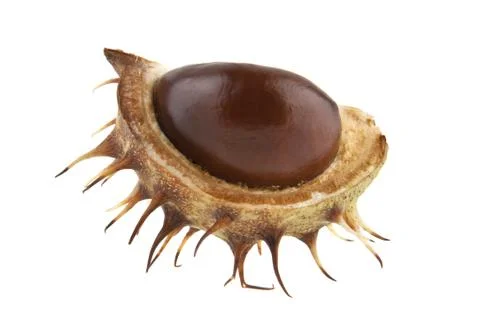 Chestnut isolated on white background Stock Photos