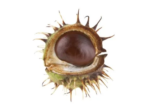 Chestnut isolated on white background Stock Photos