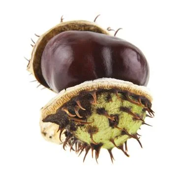 Chestnut isolated on white background Stock Photos