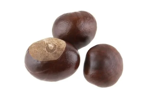 Chestnut isolated on white background Foto stock