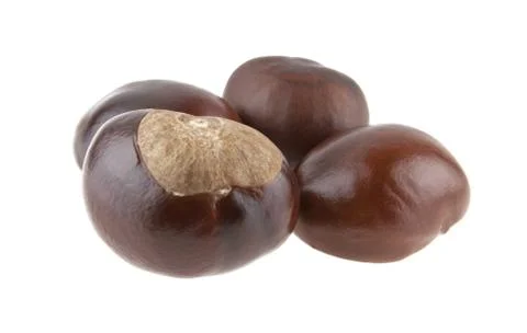Chestnut isolated on white background Stock Photos