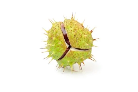 Chestnut isolated on white background. Stock Photos